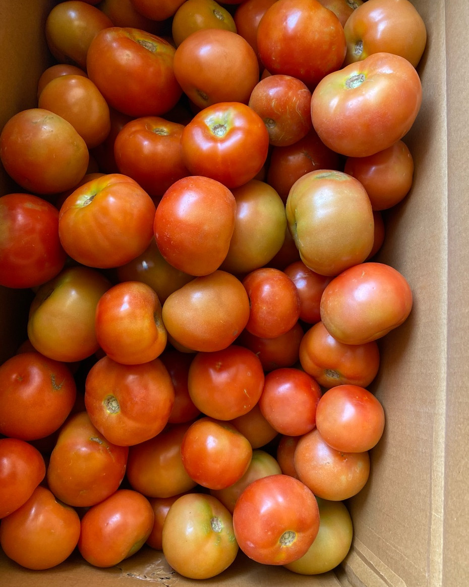 Tomato (Nyanya)